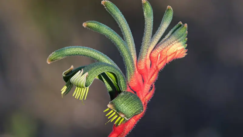 Red Kangaroo Paw flower opening with curved green claw-like tips against a blurred background.