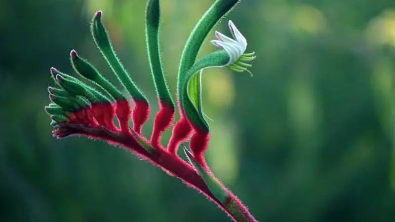 Red Kangaroo Paw flower with a white bloom growing against soft green foliage.