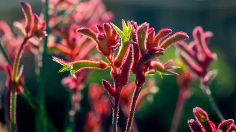Cluster of fuzzy pink Kangaroo Paw flowers glowing in backlit sunlight.