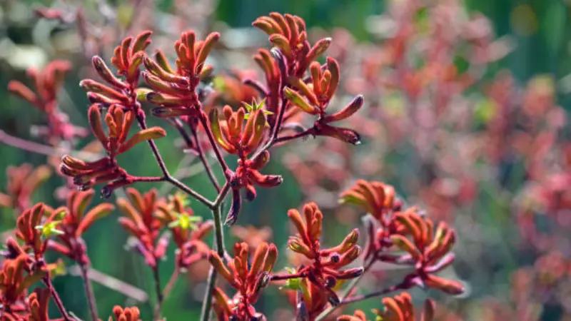 Red-orange Kangaroo Paw flowers blooming on branching stems in a garden setting.