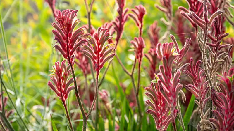 Tall red Kangaroo Paw flower stalks growing among green garden plants.