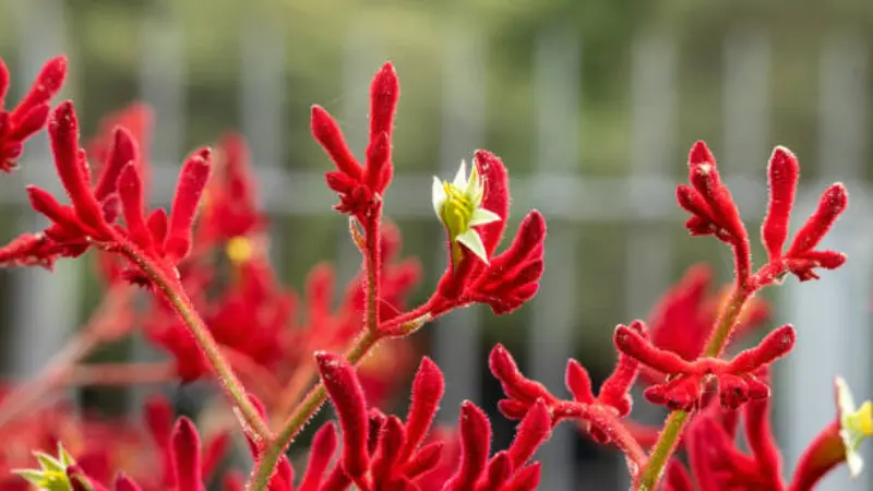 Red Kangaroo Paw flowers with a single white bloom against a fence background.