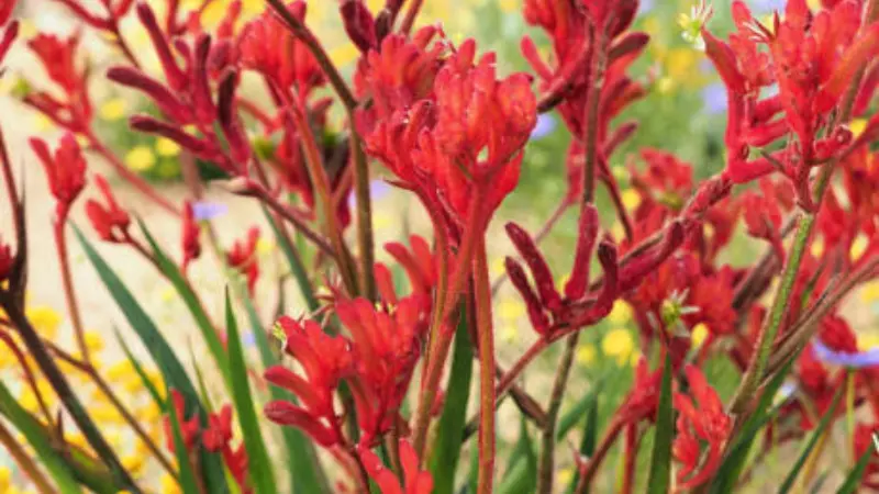Cluster of vibrant red Kangaroo Paw flowers creating a colorful garden display.