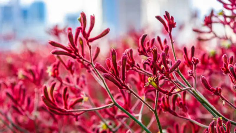 Red Kangaroo Paw flowers with blurred city buildings visible in the background.