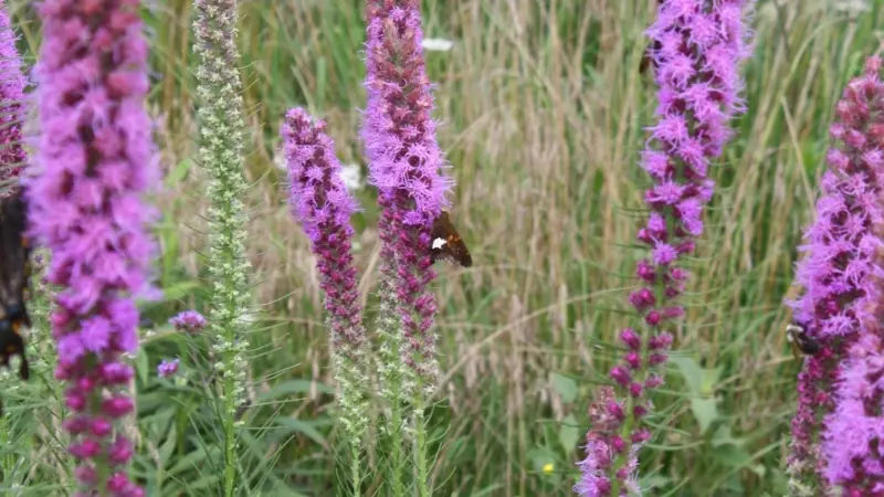 Bee feeding on a purple Kansas Gayfeather flower spike in a sunny wildflower meadow.