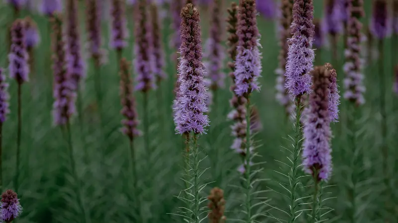 Wide field of purple Kansas Gayfeather flowers spikes growing in soft natural tones.