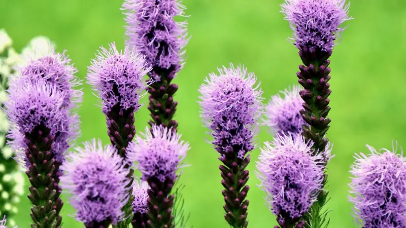 Close-up of fuzzy purple Kansas Gayfeather flowers spikes showing detailed tiny blooms.