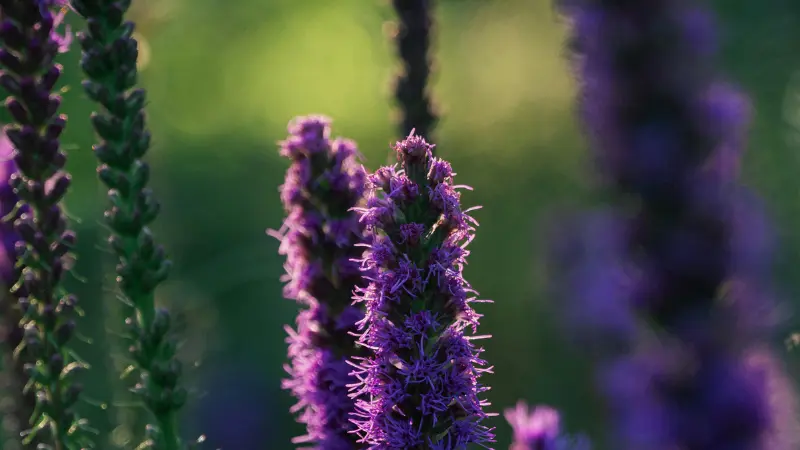Close-up of a purple Kansas Gayfeather flower spike glowing in backlight with a soft green background.