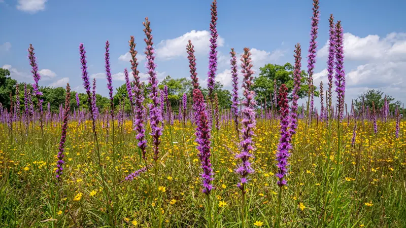 Tall purple Kansas Gayfeather flowers blooming in a sunny wildflower field.