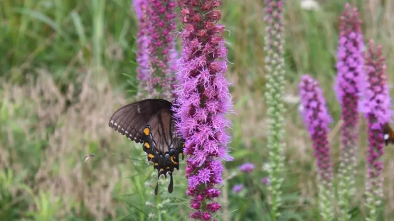 Black swallowtail butterfly with orange spots resting on purple Kansas Gayfeather flowers.