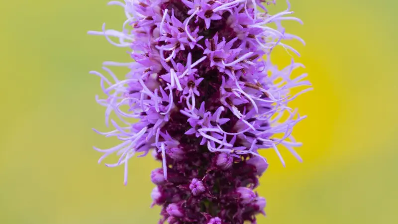 Macro close-up of fuzzy purple Kansas Gayfeather flower spike showing fine floral texture.