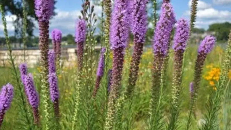 Field of tall purple Kansas Gayfeather flowers spikes stretching beneath a bright blue sky.