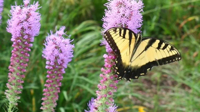 Yellow and black tiger swallowtail butterfly resting on purple Kansas Gayfeather flowers.