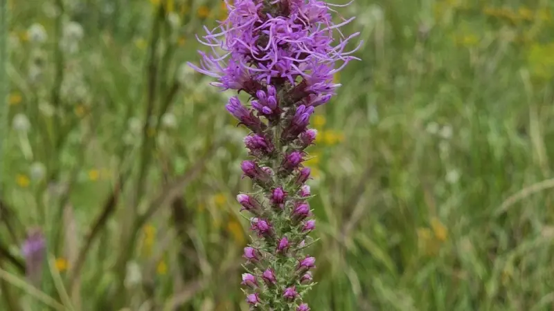 Tall purple Kansas Gayfeather flower spike standing upright among green meadow plants.