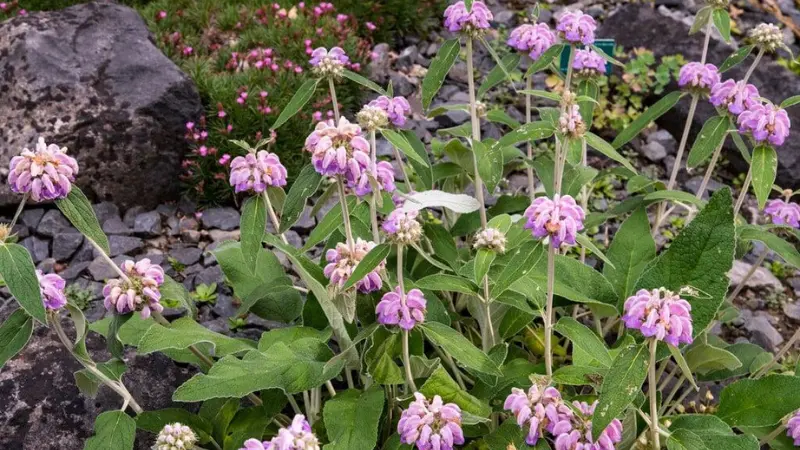 Purple Kashmir Sage flower blooms growing in a rocky garden bed