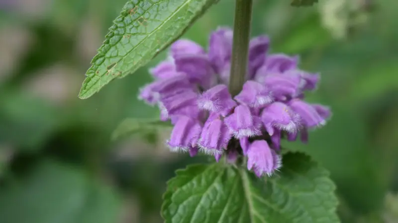 Close-up of purple Kashmir Sage flower whorl beside a green leaf