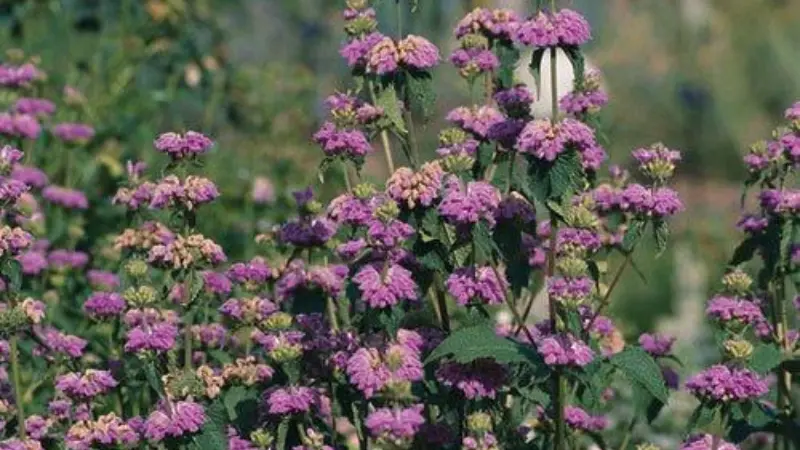 Tall purple Kashmir Sage flower plants growing in a garden border