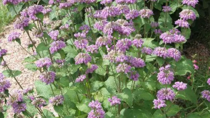 Bushy Kashmir Sage flower plant covered in purple flower whorls