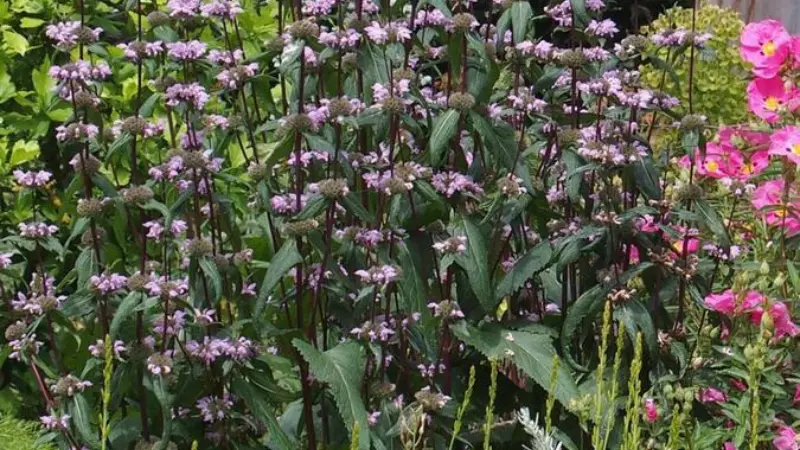 Purple Kashmir Sage flower plants growing densely with pink flowers behind