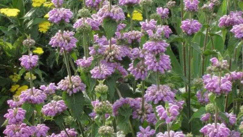 Cluster of whorled purple Kashmir Sage flower blooms with green foliage