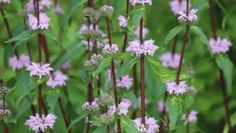 Pale purple Kashmir Sage flower blooms on dark red stems with green leaves