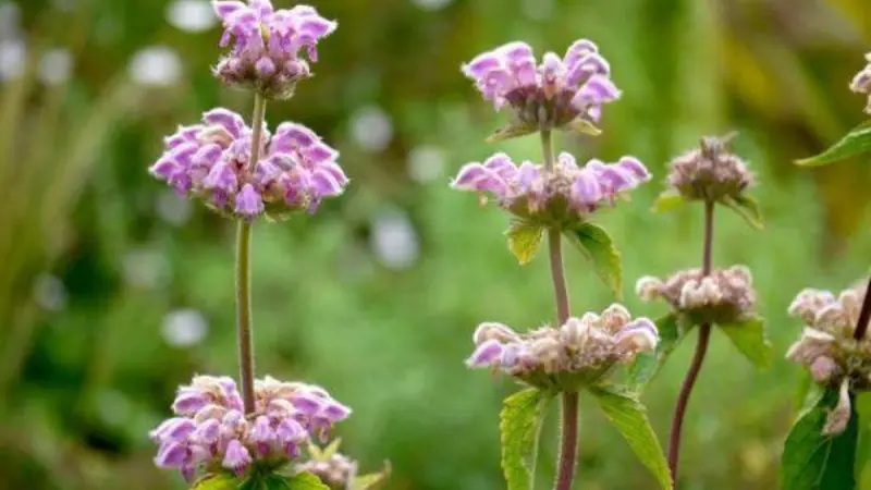 Close-up of pale purple whorled Kashmir Sage flower clusters