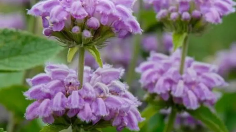 Close-up of fuzzy purple Kashmir Sage flower clusters with hairy texture