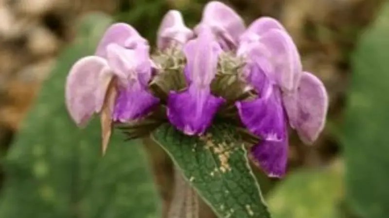 Macro close-up of a single purple Kashmir Sage flower whorl
