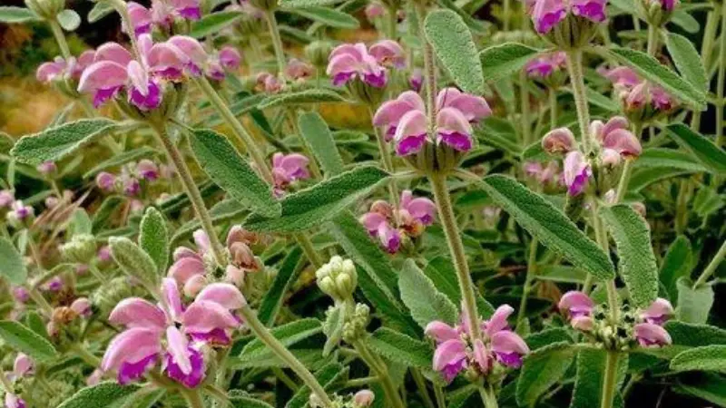 Pink-purple Kashmir Sage flower blooms with silvery-green fuzzy leaves