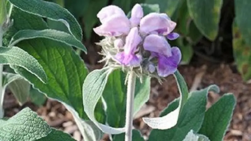 Single Kashmir Sage flower cluster with thick silvery felted leaves