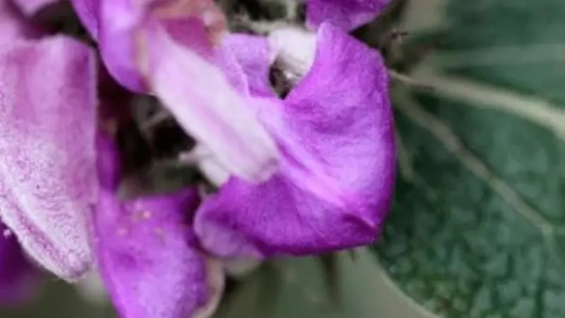 Extreme close-up of a single purple Kashmir Sage flower petal
