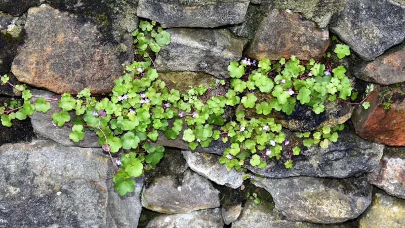 Small purple-flowered Kenilworth Ivy flower blooms trailing through a gray stone wall