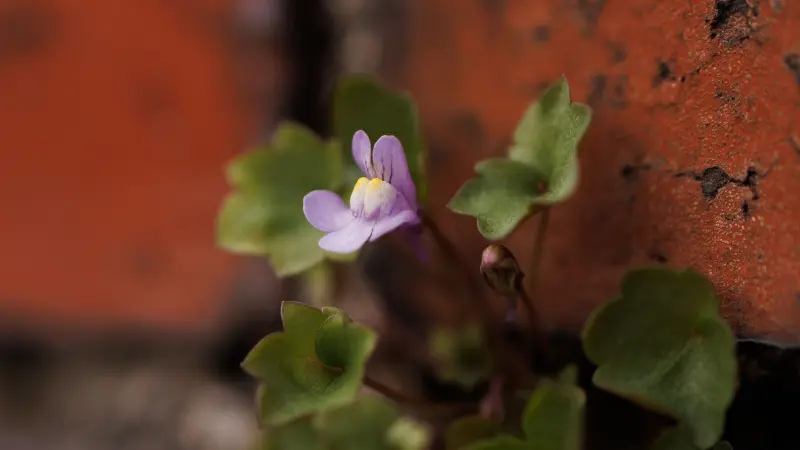 Single purple Kenilworth Ivy flower growing on a red brick wall