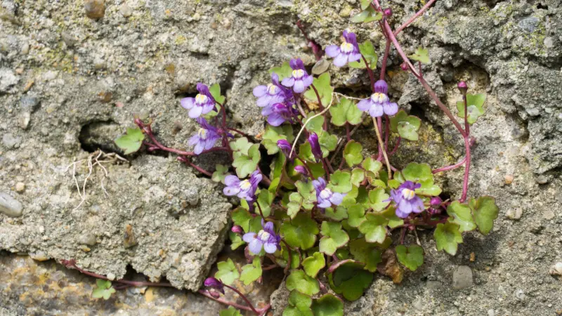 Purple Kenilworth Ivy flower blooms emerging from a crack in stone