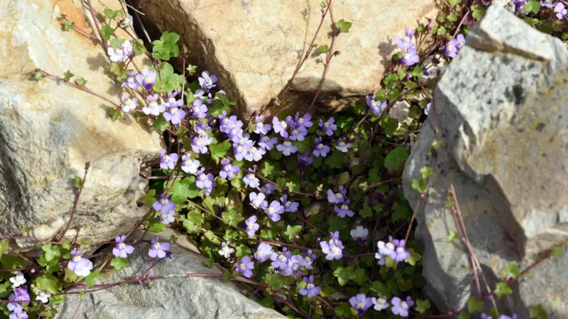 Purple Kenilworth Ivy flower blooms growing in a rocky garden crevice
