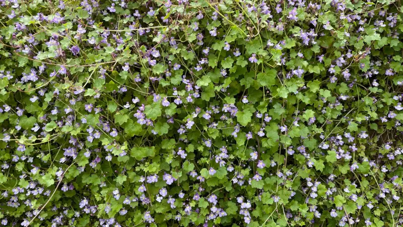 Dense mat of green Kenilworth Ivy with scattered purple flower blooms