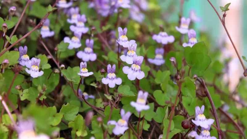 Close-up of pale Kenilworth Ivy flower blooms with purple veining and yellow throats