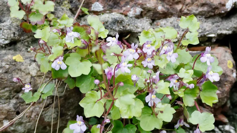Kenilworth Ivy flower blooms with pink-white petals trailing on a rustic stone wall