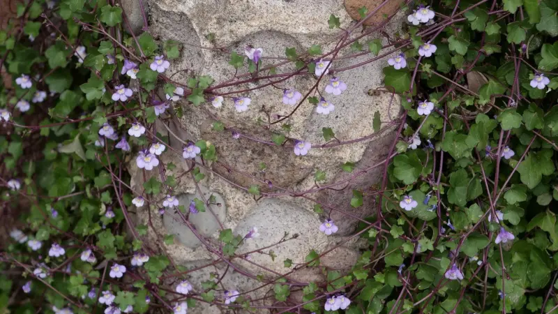 Purple Kenilworth Ivy flower vines climbing a sunlit stone pillar