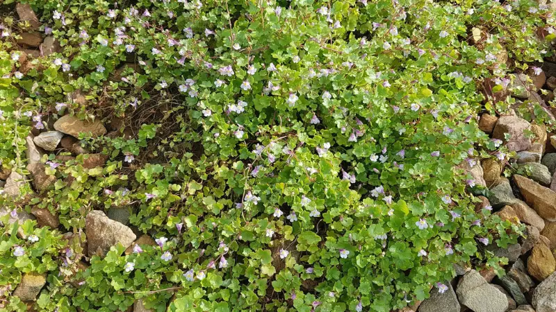 Ground-covering Kenilworth Ivy flower blooms with small purple flowers among rocks