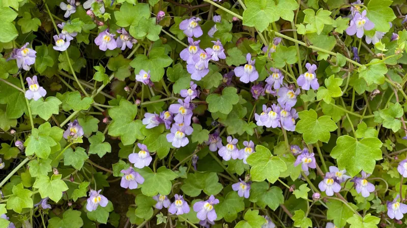 Overhead view of purple Kenilworth Ivy flower blooms with yellow centers