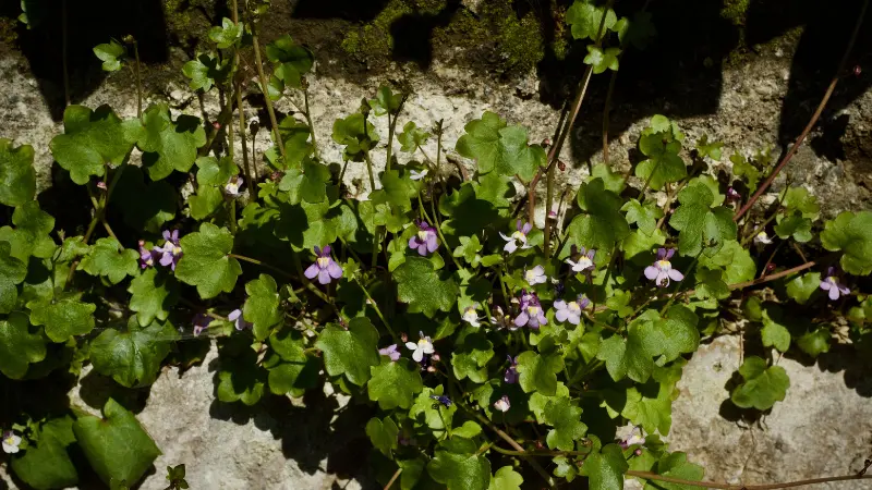 Kenilworth Ivy flower blooms with purple-white petals spreading over a stone surface
