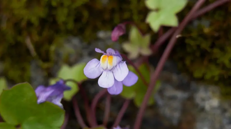 Macro close-up of a single purple Kenilworth Ivy flower with yellow throat