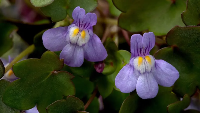 Close-up of two purple Kenilworth Ivy flower blooms with yellow centers