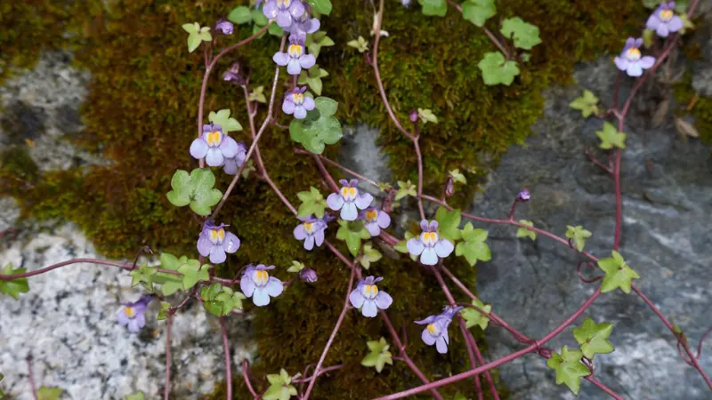 Purple Kenilworth Ivy flower blooms trailing over a moss-covered rock