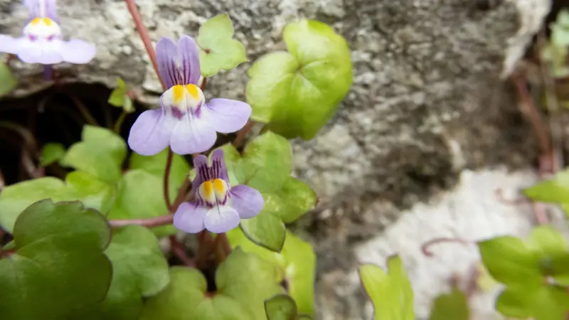 Purple Kenilworth Ivy flower blooms growing beside a weathered stone surface