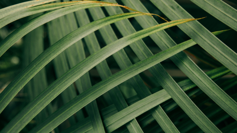 Close-up of Kentia Palm fronds