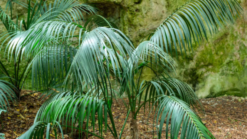 Kentia Palm decorating a contemporary home