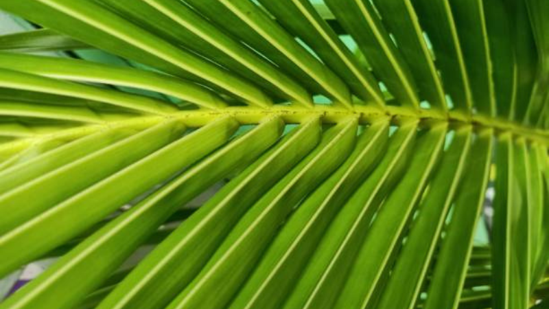 Kentia Palm with lush green fronds growing as an elegant indoor houseplant