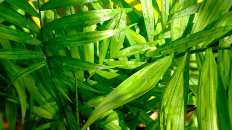 Kentia Palm enhancing modern living room décor